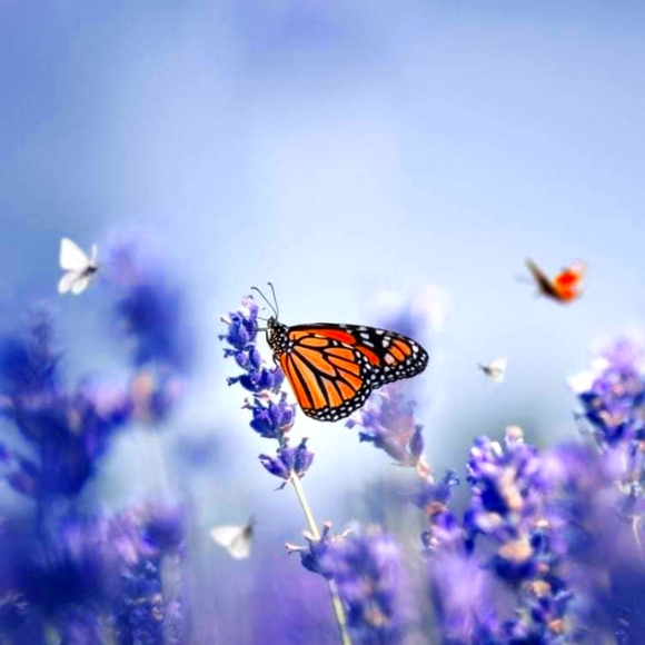 Meet Your Posher - Picture 1 of 1